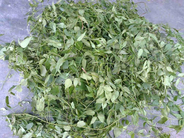 Hình Ảnh Lá Chè Vằng Khô: Đặc Điểm, Công Dụng & Cách Phân Biệt Với Các Loại Lá Khác (dành Cho Người Quan Tâm Đến Dược Thảo Dược) Hình Ảnh Lá Chè Vằng Khô: Đặc Điểm, Công Dụng & Cách Phân Biệt Với Các Loại Lá Khác (dành Cho Người Quan Tâm Đến Dược Thảo Dược)