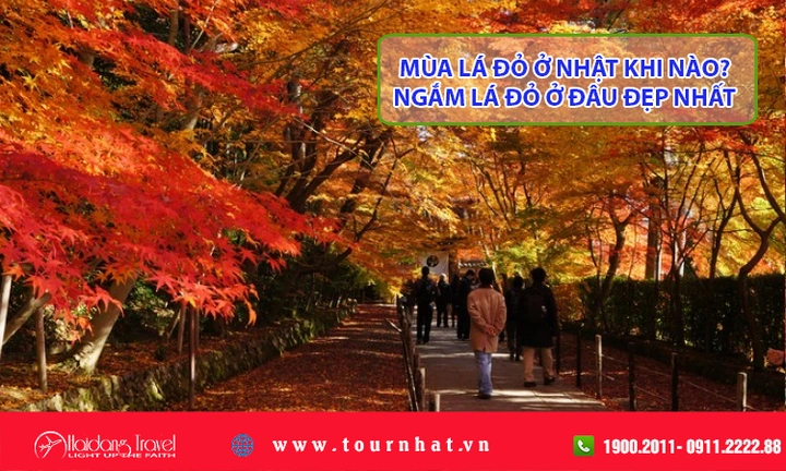 Hình Ảnh Lá Đỏ Nhật Bản: Bộ Sưu Tập Đỉnh Cao & Hướng Dẫn Chụp Đẹp Cho Du Khách Hình Ảnh Lá Đỏ Nhật Bản: Bộ Sưu Tập Đỉnh Cao & Hướng Dẫn Chụp Đẹp Cho Du Khách