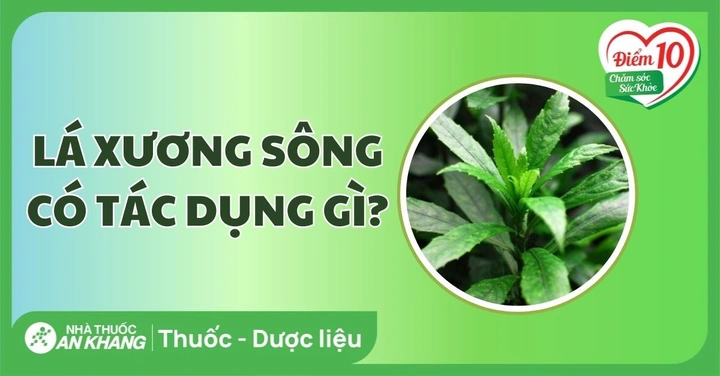 100+ Hình Ảnh Lá Xương Sông 2026 – Bộ Sưu Tập Đẹp Nhất, Bạn Đã Xem Chưa? 100+ Hình Ảnh Lá Xương Sông 2026 – Bộ Sưu Tập Đẹp Nhất, Bạn Đã Xem Chưa?