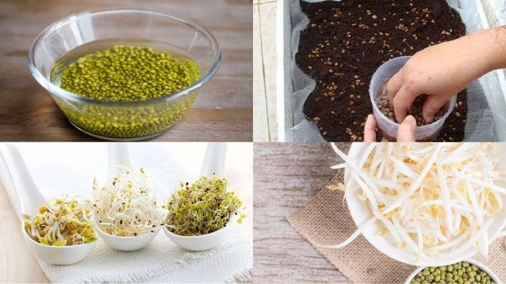 100+ Hình Ảnh Làm Giá Đỗ 2026 - Bộ Sưu Tập Đẹp Nhất 100+ Hình Ảnh Làm Giá Đỗ 2026 - Bộ Sưu Tập Đẹp Nhất