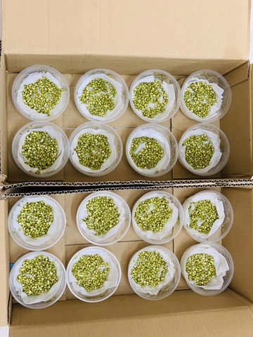 100+ Hình Ảnh Làm Giá Đỗ 2026 - Bộ Sưu Tập Đẹp Nhất 100+ Hình Ảnh Làm Giá Đỗ 2026 - Bộ Sưu Tập Đẹp Nhất
