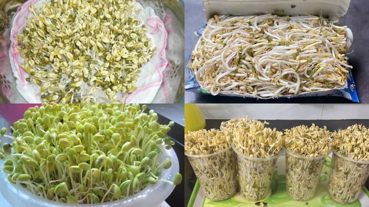 100+ Hình Ảnh Làm Giá Đỗ 2026 - Bộ Sưu Tập Đẹp Nhất 100+ Hình Ảnh Làm Giá Đỗ 2026 - Bộ Sưu Tập Đẹp Nhất