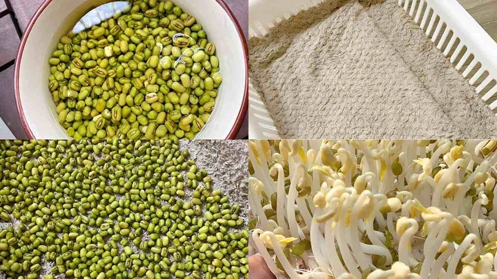 100+ Hình Ảnh Làm Giá Đỗ 2026 - Bộ Sưu Tập Đẹp Nhất 100+ Hình Ảnh Làm Giá Đỗ 2026 - Bộ Sưu Tập Đẹp Nhất