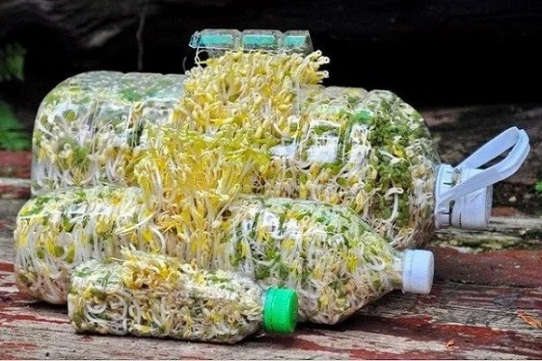 100+ Hình Ảnh Làm Giá Đỗ 2026 - Bộ Sưu Tập Đẹp Nhất 100+ Hình Ảnh Làm Giá Đỗ 2026 - Bộ Sưu Tập Đẹp Nhất