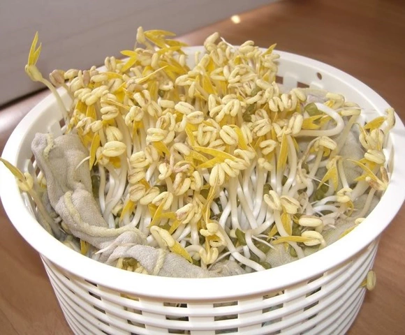 100+ Hình Ảnh Làm Giá Đỗ 2026 - Bộ Sưu Tập Đẹp Nhất 100+ Hình Ảnh Làm Giá Đỗ 2026 - Bộ Sưu Tập Đẹp Nhất