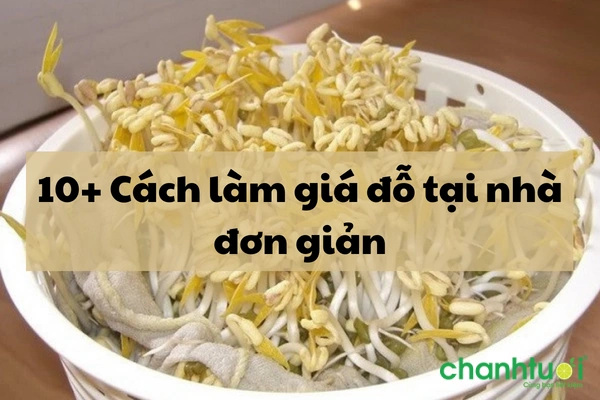 100+ Hình Ảnh Làm Giá Đỗ 2026 - Bộ Sưu Tập Đẹp Nhất 100+ Hình Ảnh Làm Giá Đỗ 2026 - Bộ Sưu Tập Đẹp Nhất