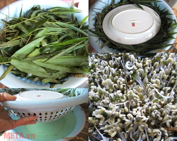 100+ Hình Ảnh Làm Giá Đỗ 2026 - Bộ Sưu Tập Đẹp Nhất 100+ Hình Ảnh Làm Giá Đỗ 2026 - Bộ Sưu Tập Đẹp Nhất