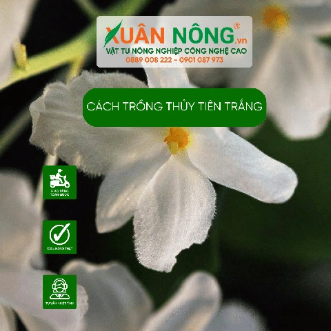 100+ Hình Ảnh Lan Thủy Tiên 2026 Đẹp Tuyệt Đỉnh, Bạn Đã Xem Chưa? 100+ Hình Ảnh Lan Thủy Tiên 2026 Đẹp Tuyệt Đỉnh, Bạn Đã Xem Chưa?