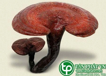 100+ Hình Ảnh Linh Chi 2026 Đẹp Nhất? Tải Ngay Để Đẹp Sắc 100+ Hình Ảnh Linh Chi 2026 Đẹp Nhất? Tải Ngay Để Đẹp Sắc
