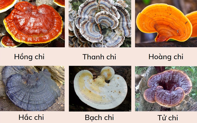 100+ Hình Ảnh Linh Chi 2026 Đẹp Nhất? Tải Ngay Để Đẹp Sắc 100+ Hình Ảnh Linh Chi 2026 Đẹp Nhất? Tải Ngay Để Đẹp Sắc