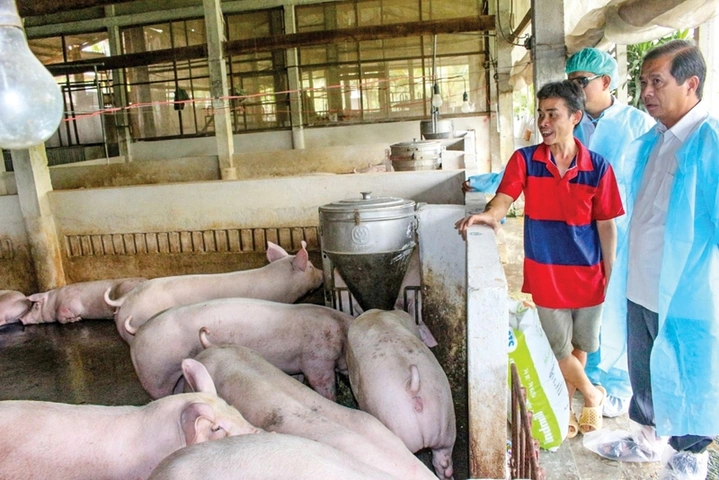 100+ Hình Ảnh Lợn Thuộc Nhiều Chủ Đề 2026, 100+ Bức Ảnh Lợn Đẹp Độc Đáo, 100+ Hình Lợn Đậm Sắc Cho Mọi Nhu Cầu?