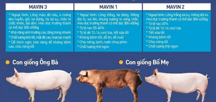 100+ Hình Ảnh Lợn Thuộc Nhiều Chủ Đề 2026, 100+ Bức Ảnh Lợn Đẹp Độc Đáo, 100+ Hình Lợn Đậm Sắc Cho Mọi Nhu Cầu?