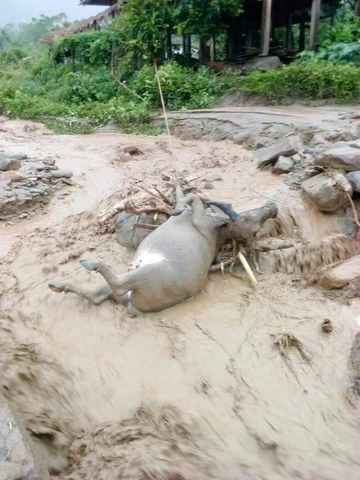 Hình Ảnh Lũ Lụt Yên Bái 2026: Tổng Hợp Tình Hình, Thiệt Hại & Cách Ứng Phó Cho Người Dân