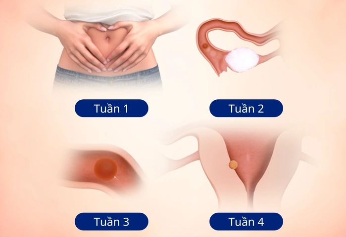 Hình Ảnh Mang Thai Bụng Dưới: Đặc Điểm, Nguyên Nhân Và Cách Nhận Biết Cho Mẹ Bầu Hình Ảnh Mang Thai Bụng Dưới: Đặc Điểm, Nguyên Nhân Và Cách Nhận Biết Cho Mẹ Bầu