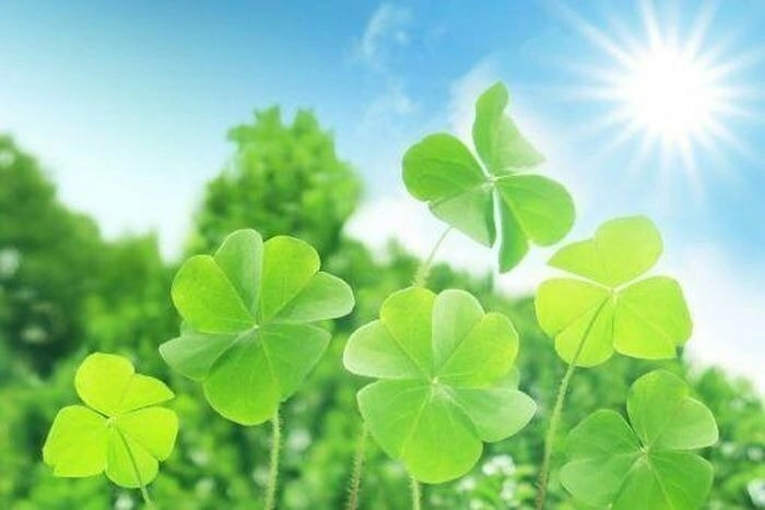 Hình Ảnh May Mắn Cho Mùa Thi: 100+ Đề Cập Được Học Sinh Yêu Thích Để Đạt Điểm Cao Hình Ảnh May Mắn Cho Mùa Thi: 100+ Đề Cập Được Học Sinh Yêu Thích Để Đạt Điểm Cao