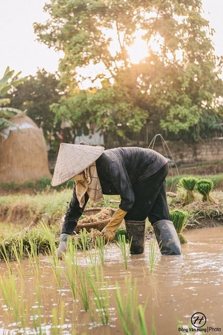 Hình Ảnh Mẹ Đang Làm Việc: Tập Hợp Các Bài Văn, Mẫu Văn, Ý Tưởng & Tài Nguyên Hình Ảnh Dành Cho Học Sinh Lớp 5‑12