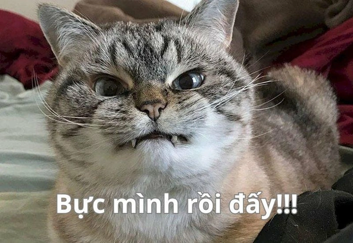 100+ Hình Ảnh Mèo Hóa Hổ 2026 Siêu Đẹp, Đầy Sắc Màu, Dễ Dàng Tải Về? 100+ Hình Ảnh Mèo Hóa Hổ 2026 Siêu Đẹp, Đầy Sắc Màu, Dễ Dàng Tải Về?