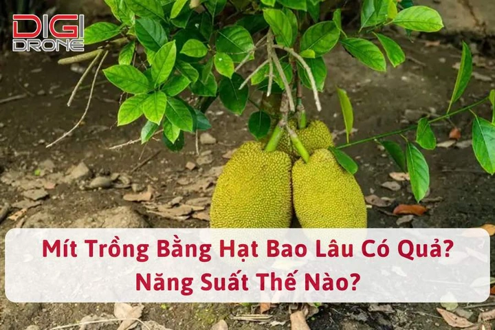100+ Hình Ảnh Mít Lá Bàng 2026 Đẹp Nhất, Bạn Đã Xem Chưa? 100+ Hình Ảnh Mít Lá Bàng 2026 Đẹp Nhất, Bạn Đã Xem Chưa?