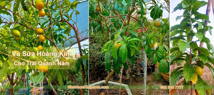 100+ Hình Ảnh Mít Lá Bàng 2026 Đẹp Nhất, Bạn Đã Xem Chưa? 100+ Hình Ảnh Mít Lá Bàng 2026 Đẹp Nhất, Bạn Đã Xem Chưa?