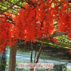 100+ Hình Ảnh Móng Cọp 2026 Đẹp Như Mơ, Bạn Đã Xem Chưa? 100+ Hình Ảnh Móng Cọp 2026 Đẹp Như Mơ, Bạn Đã Xem Chưa?