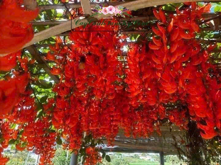 100+ Hình Ảnh Móng Cọp 2026 Đẹp Như Mơ, Bạn Đã Xem Chưa? 100+ Hình Ảnh Móng Cọp 2026 Đẹp Như Mơ, Bạn Đã Xem Chưa?