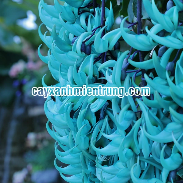 100+ Hình Ảnh Móng Cọp 2026 Đẹp Như Mơ, Bạn Đã Xem Chưa? 100+ Hình Ảnh Móng Cọp 2026 Đẹp Như Mơ, Bạn Đã Xem Chưa?