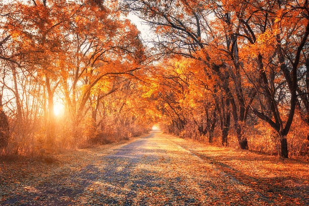 100+ Hình Ảnh Mưa Mùa Thu 2026 - Bộ Sưu Tập Wallpaper, Avatar, Đặt Nền Siêu Đẹp