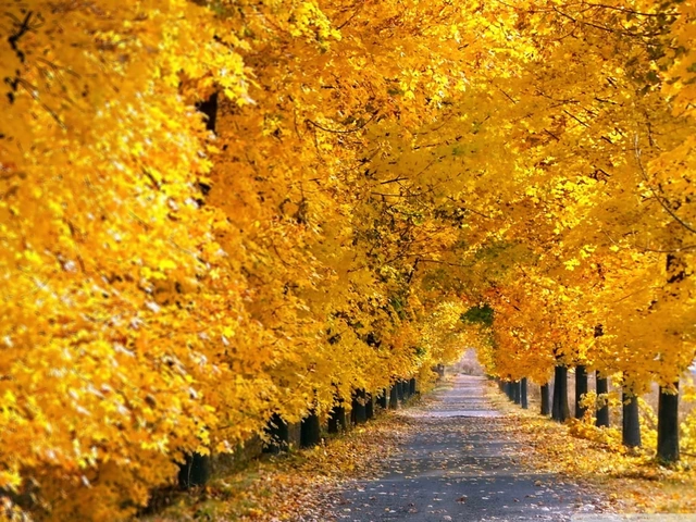 100+ Hình Ảnh Mưa Mùa Thu 2026 - Bộ Sưu Tập Wallpaper, Avatar, Đặt Nền Siêu Đẹp