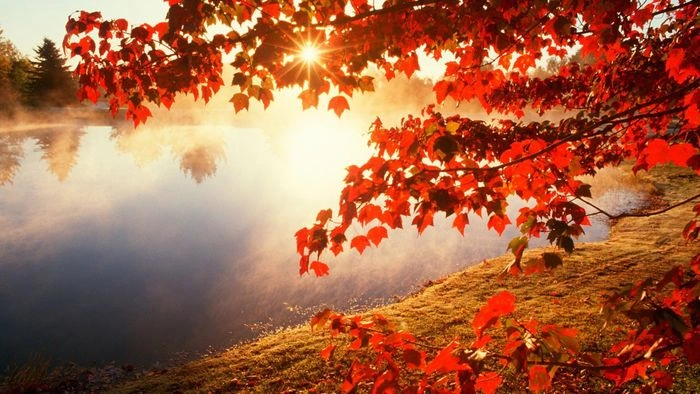 100+ Hình Ảnh Mưa Mùa Thu 2026 - Bộ Sưu Tập Wallpaper, Avatar, Đặt Nền Siêu Đẹp