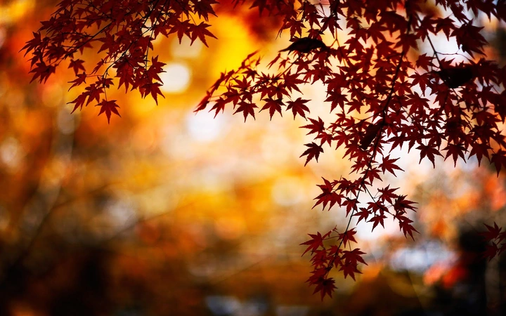 100+ Hình Ảnh Mưa Mùa Thu 2026 - Bộ Sưu Tập Wallpaper, Avatar, Đặt Nền Siêu Đẹp
