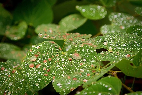 Tải Về Hình Ảnh Mưa Rào Mùa Hè Miễn Phí – Bộ Sưu Tập Đầy Đủ Cho Giáo Viên & Học Sinh