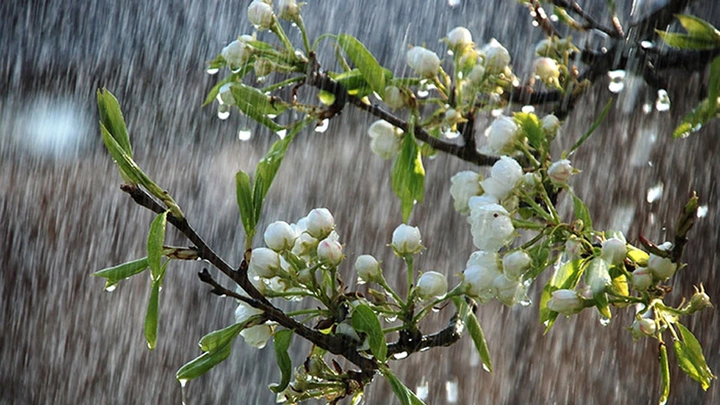 Tải Về Hình Ảnh Mưa Rào Mùa Hè Miễn Phí – Bộ Sưu Tập Đầy Đủ Cho Giáo Viên & Học Sinh