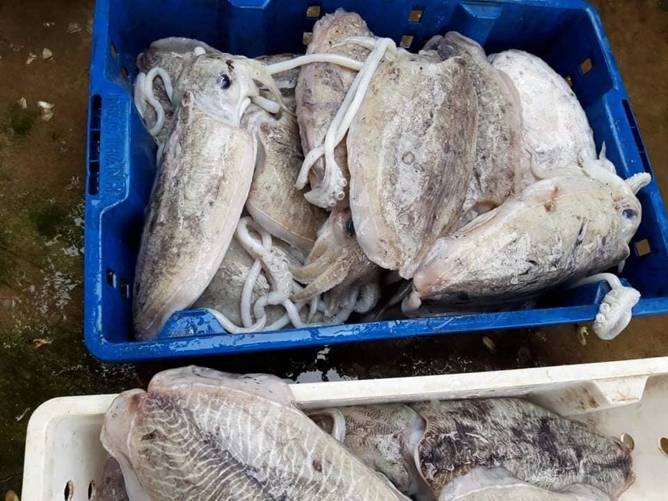 100+ Hình Ảnh Mực Mai 2026 Đẹp Nhất, Siêu Độ Phân Giải, Dễ Dàng Tải Về 100+ Hình Ảnh Mực Mai 2026 Đẹp Nhất, Siêu Độ Phân Giải, Dễ Dàng Tải Về
