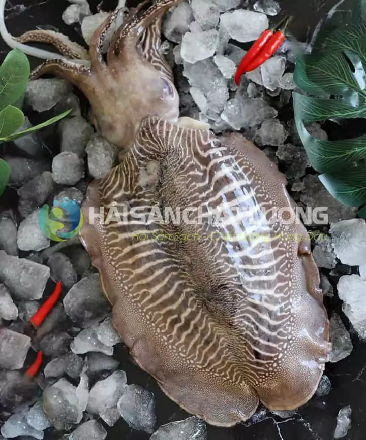 100+ Hình Ảnh Mực Mai 2026 Đẹp Nhất, Siêu Độ Phân Giải, Dễ Dàng Tải Về 100+ Hình Ảnh Mực Mai 2026 Đẹp Nhất, Siêu Độ Phân Giải, Dễ Dàng Tải Về