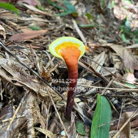 Hình Ảnh Nấm Linh Chi Cổ Cò: Nhận Dạng, Đặc Điểm & Ứng Dụng Thực Tiễn Cho Người Yêu Thảo Dược