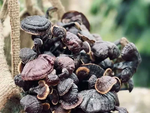 Hình Ảnh Nấm Linh Chi Cổ Cò: Nhận Dạng, Đặc Điểm & Ứng Dụng Thực Tiễn Cho Người Yêu Thảo Dược