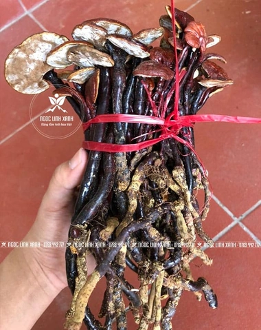 Hình Ảnh Nấm Linh Chi Cổ Cò: Nhận Dạng, Đặc Điểm & Ứng Dụng Thực Tiễn Cho Người Yêu Thảo Dược
