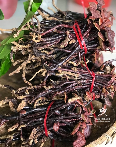 Hình Ảnh Nấm Linh Chi Cổ Cò: Nhận Dạng, Đặc Điểm & Ứng Dụng Thực Tiễn Cho Người Yêu Thảo Dược