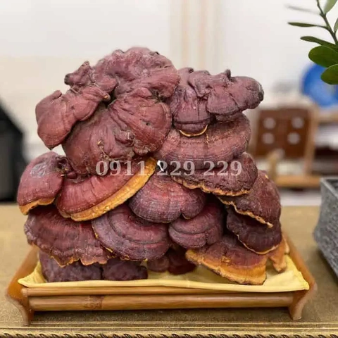 Hình Ảnh Nấm Linh Chi Cổ Cò: Nhận Dạng, Đặc Điểm & Ứng Dụng Thực Tiễn Cho Người Yêu Thảo Dược