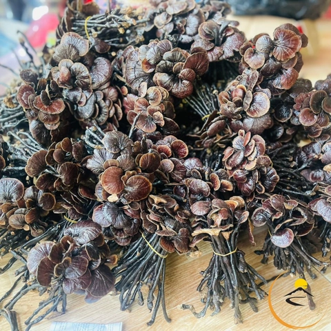 Hình Ảnh Nấm Linh Chi Cổ Cò: Nhận Dạng, Đặc Điểm & Ứng Dụng Thực Tiễn Cho Người Yêu Thảo Dược