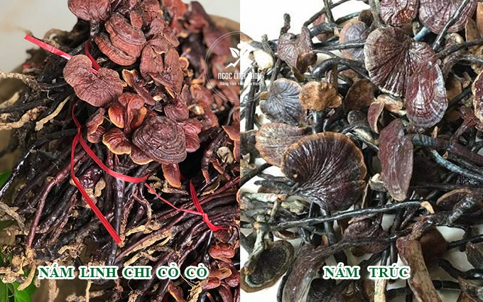 Hình Ảnh Nấm Linh Chi Cổ Cò: Nhận Dạng, Đặc Điểm & Ứng Dụng Thực Tiễn Cho Người Yêu Thảo Dược