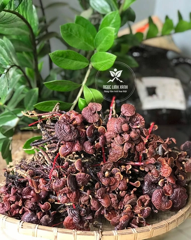 Hình Ảnh Nấm Linh Chi Cổ Cò: Nhận Dạng, Đặc Điểm & Ứng Dụng Thực Tiễn Cho Người Yêu Thảo Dược