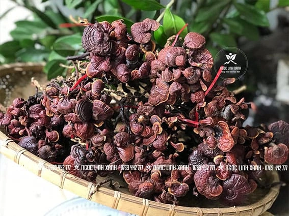 Hình Ảnh Nấm Linh Chi Cổ Cò: Nhận Dạng, Đặc Điểm & Ứng Dụng Thực Tiễn Cho Người Yêu Thảo Dược