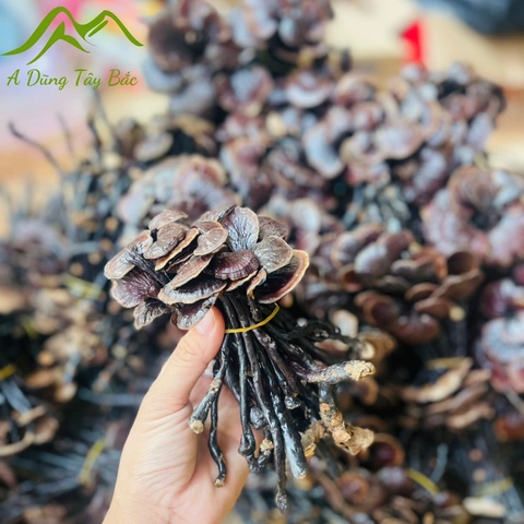 Hình Ảnh Nấm Linh Chi Cổ Cò: Nhận Dạng, Đặc Điểm & Ứng Dụng Thực Tiễn Cho Người Yêu Thảo Dược