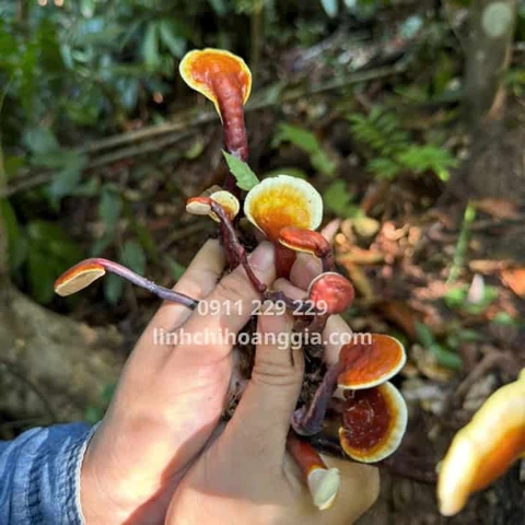 Hình Ảnh Nấm Linh Chi Cổ Cò: Nhận Dạng, Đặc Điểm & Ứng Dụng Thực Tiễn Cho Người Yêu Thảo Dược