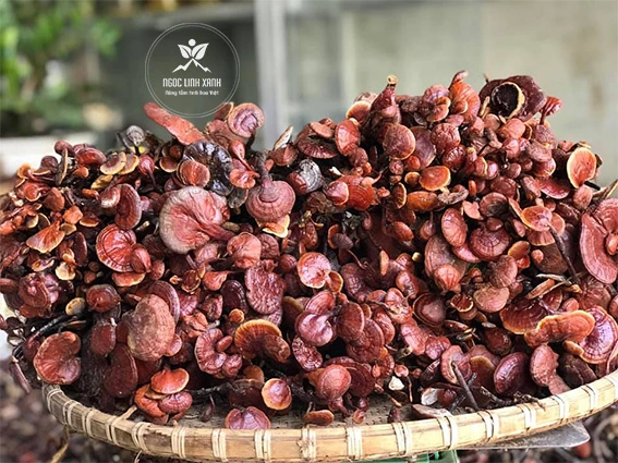 Hình Ảnh Nấm Linh Chi Cổ Cò: Nhận Dạng, Đặc Điểm & Ứng Dụng Thực Tiễn Cho Người Yêu Thảo Dược