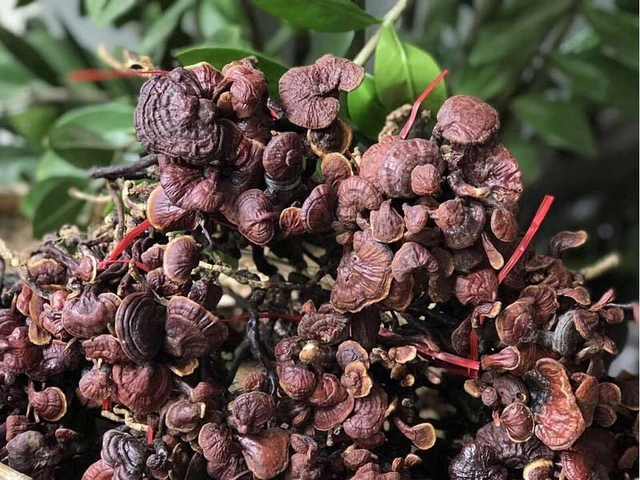 Hình Ảnh Nấm Linh Chi Cổ Cò: Nhận Dạng, Đặc Điểm & Ứng Dụng Thực Tiễn Cho Người Yêu Thảo Dược