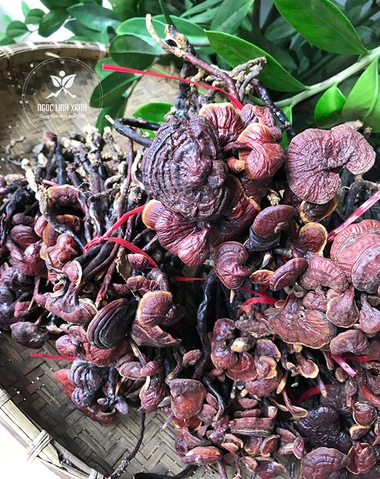 Hình Ảnh Nấm Linh Chi Cổ Cò: Nhận Dạng, Đặc Điểm & Ứng Dụng Thực Tiễn Cho Người Yêu Thảo Dược