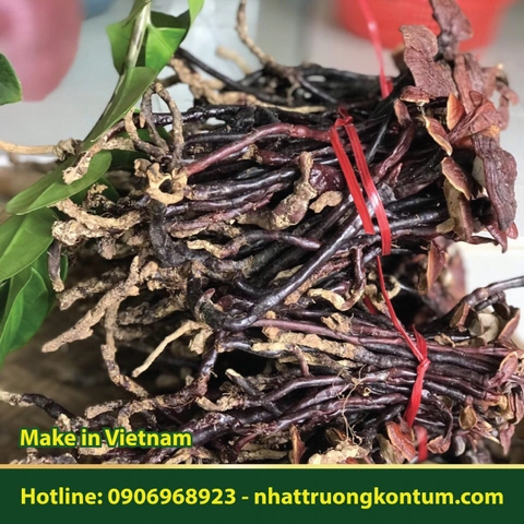Hình Ảnh Nấm Linh Chi Cổ Cò: Nhận Dạng, Đặc Điểm & Ứng Dụng Thực Tiễn Cho Người Yêu Thảo Dược