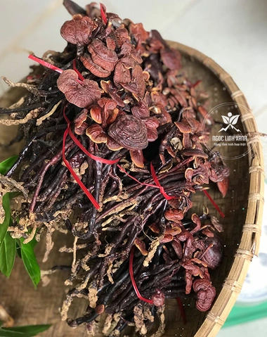 Hình Ảnh Nấm Linh Chi Cổ Cò: Nhận Dạng, Đặc Điểm & Ứng Dụng Thực Tiễn Cho Người Yêu Thảo Dược